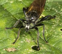 Rovflue - Choerades marginata